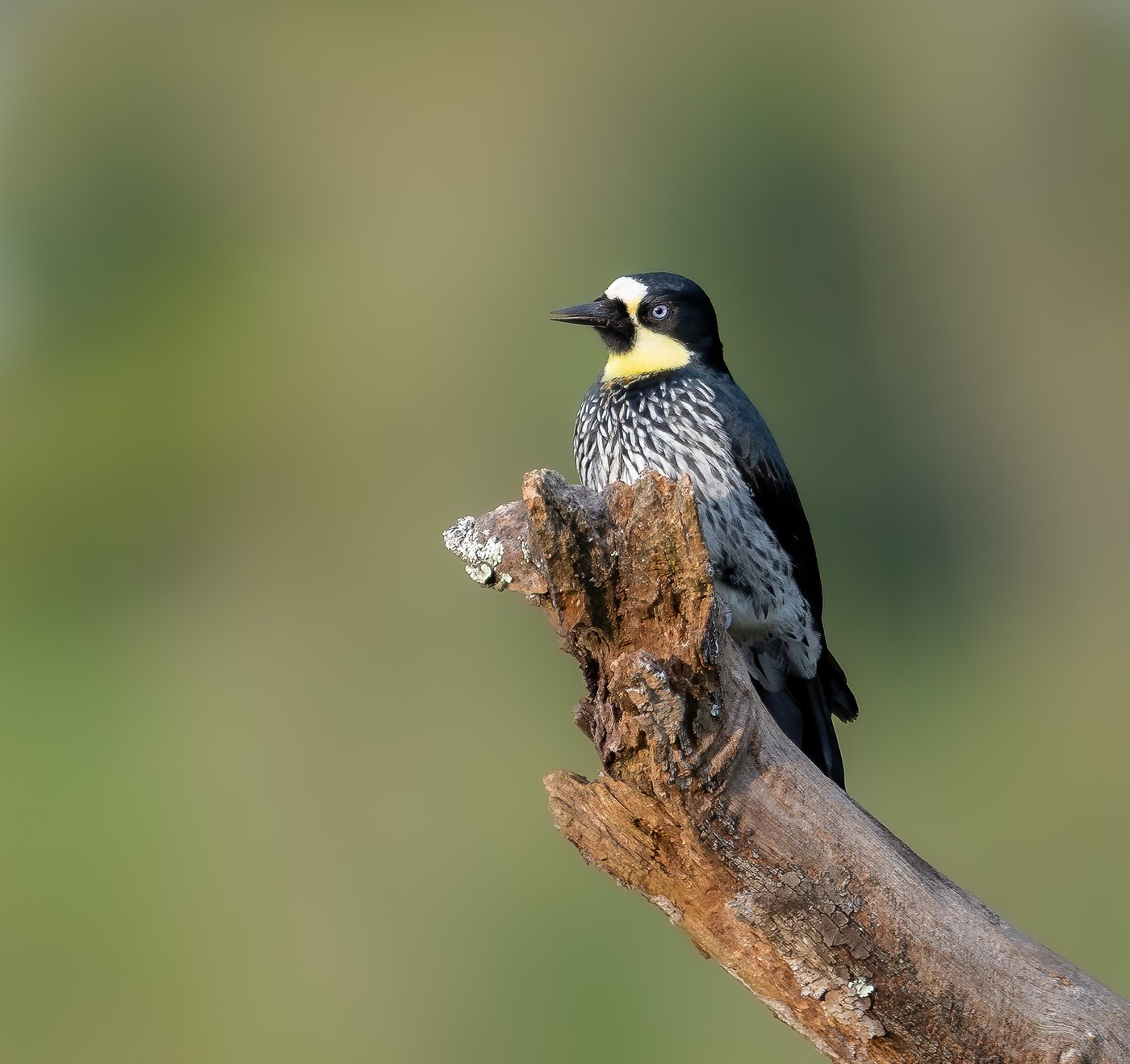 Acorn Woodpecker