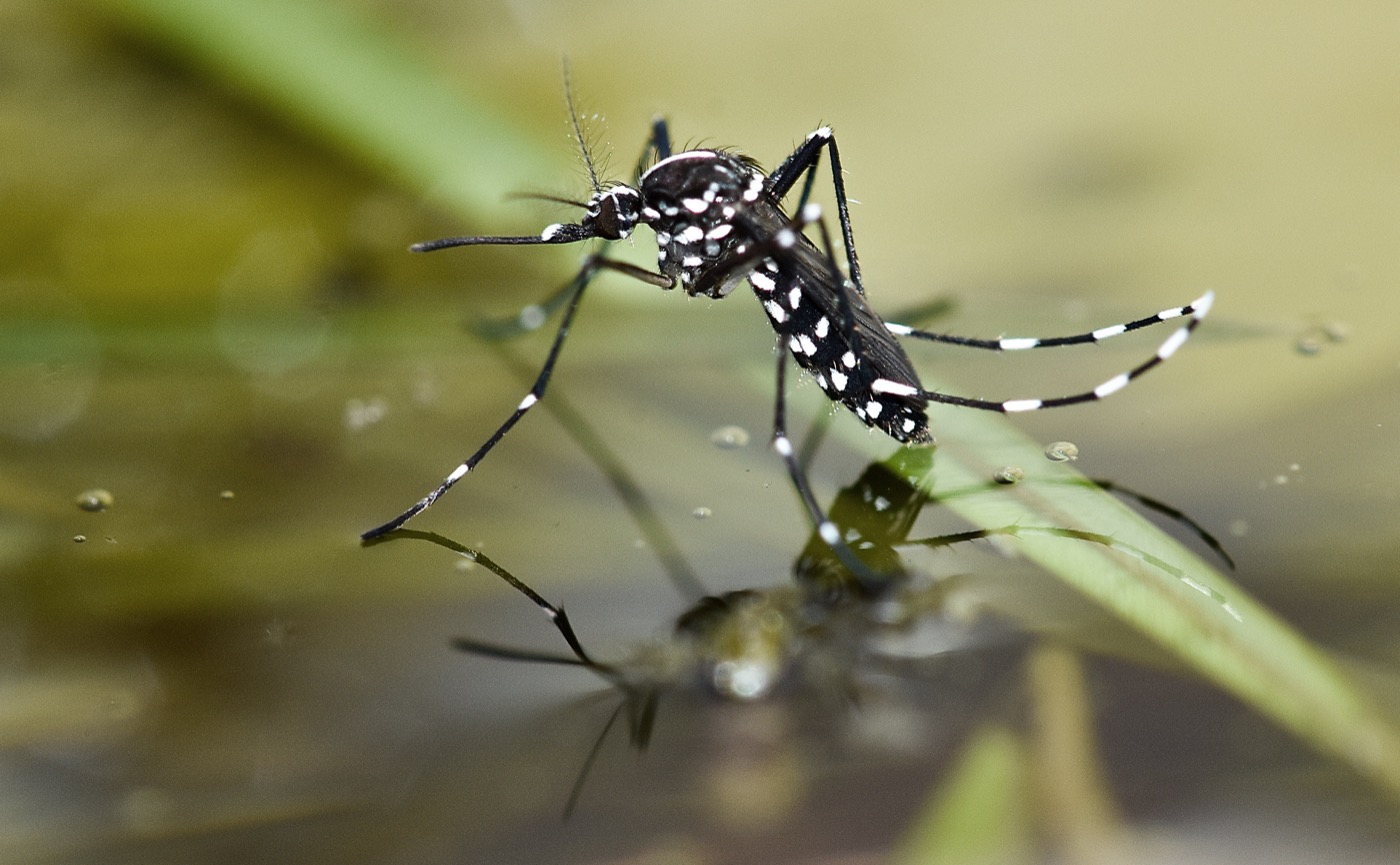 Adult Aedes mosquito with black-and-white banded legs