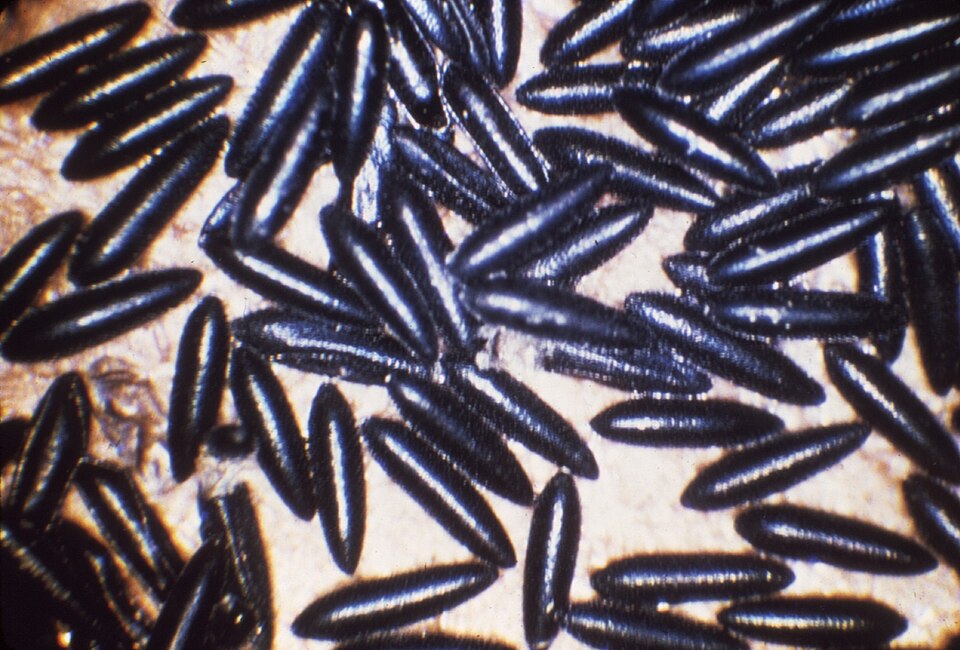 Aedes mosquito eggs laid singly along the dry inner wall of a container