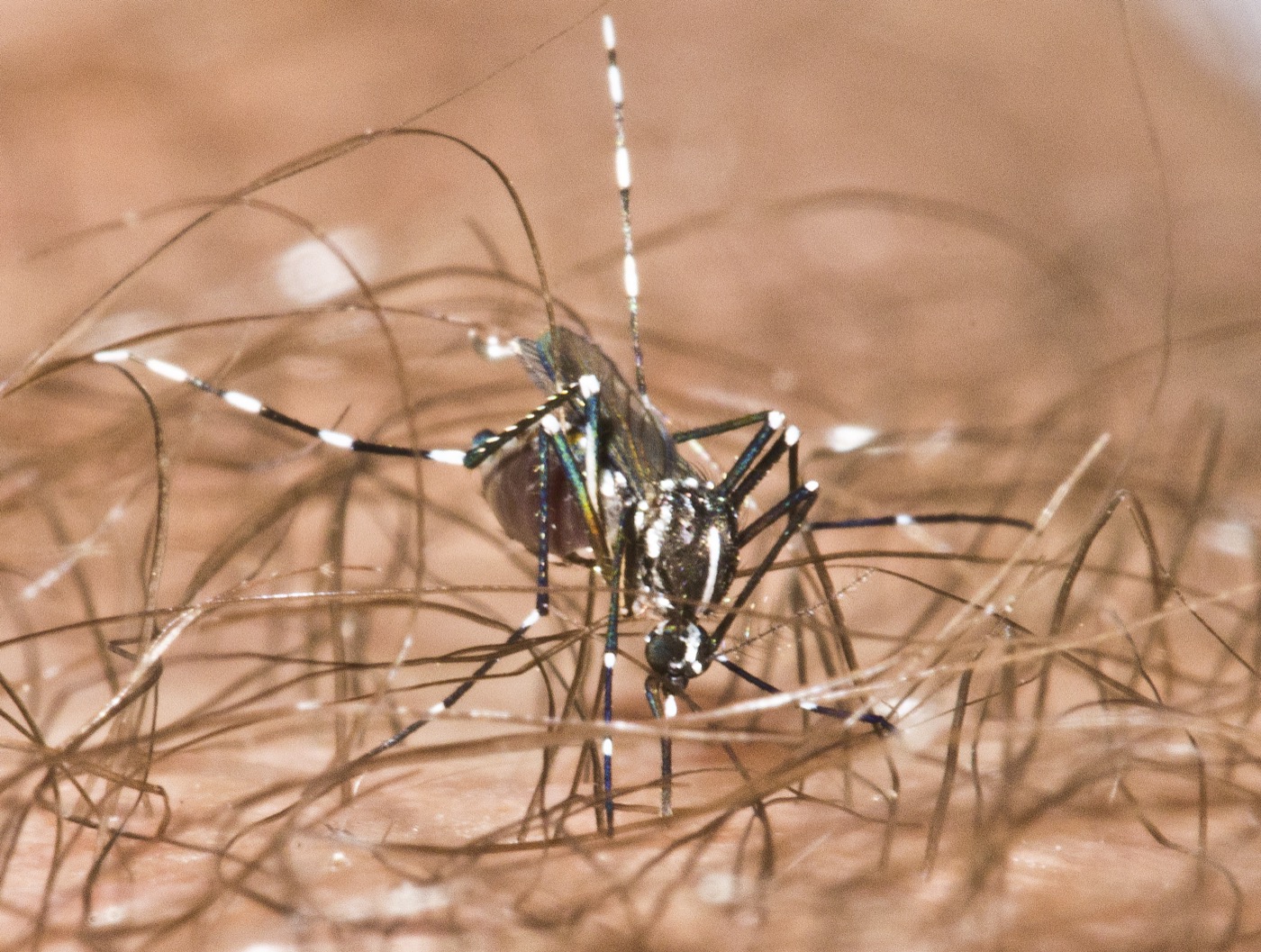 Aedes Mosquitoes