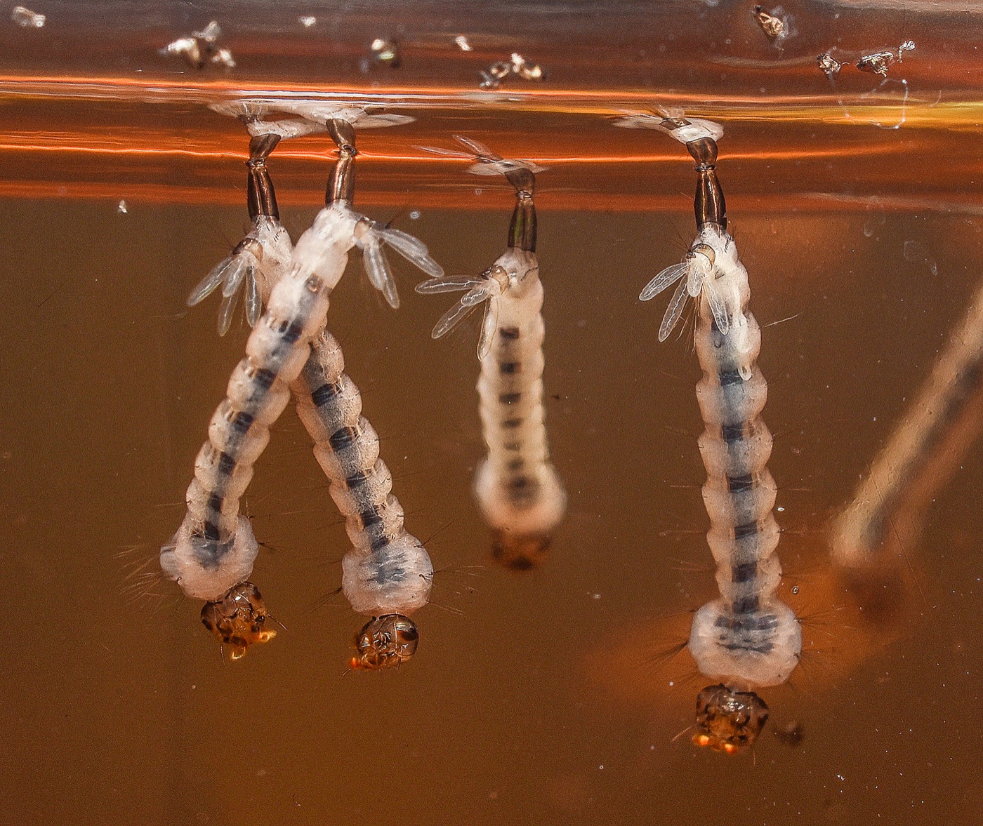 Aedes aegypti larvae hanging at the water surface, siphon visible