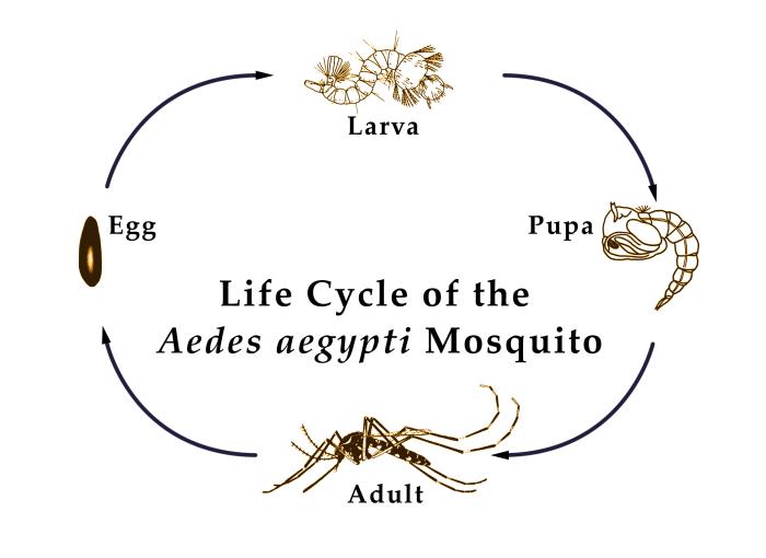 Comma-shaped Aedes pupa in container water