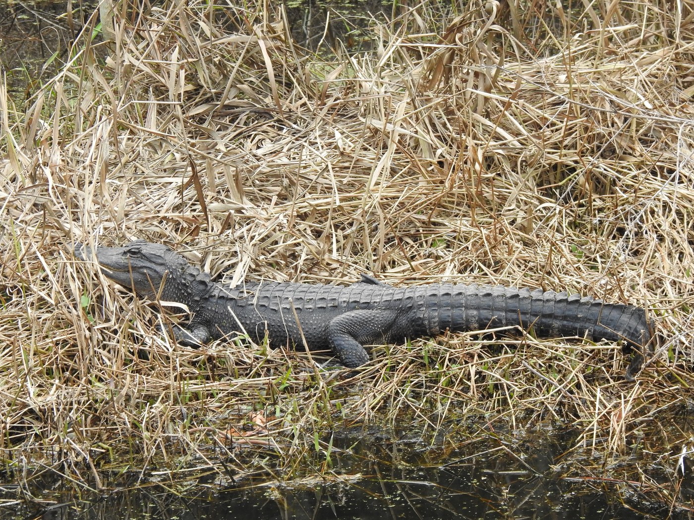 American Alligator