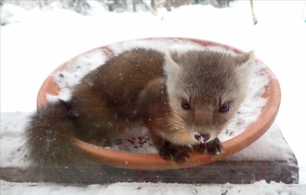 American Marten