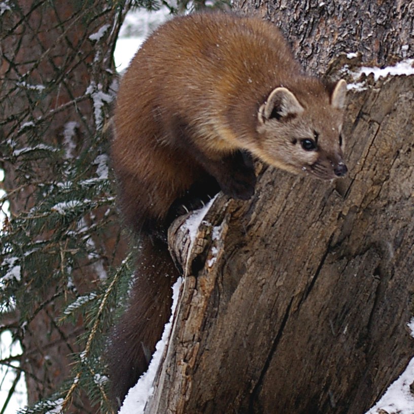 Juvenile American marten dispersing through the forest