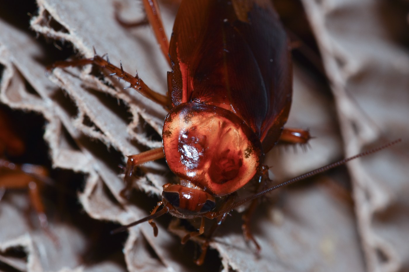 Adult American cockroach, reddish brown with a pale band around the shield behind the head