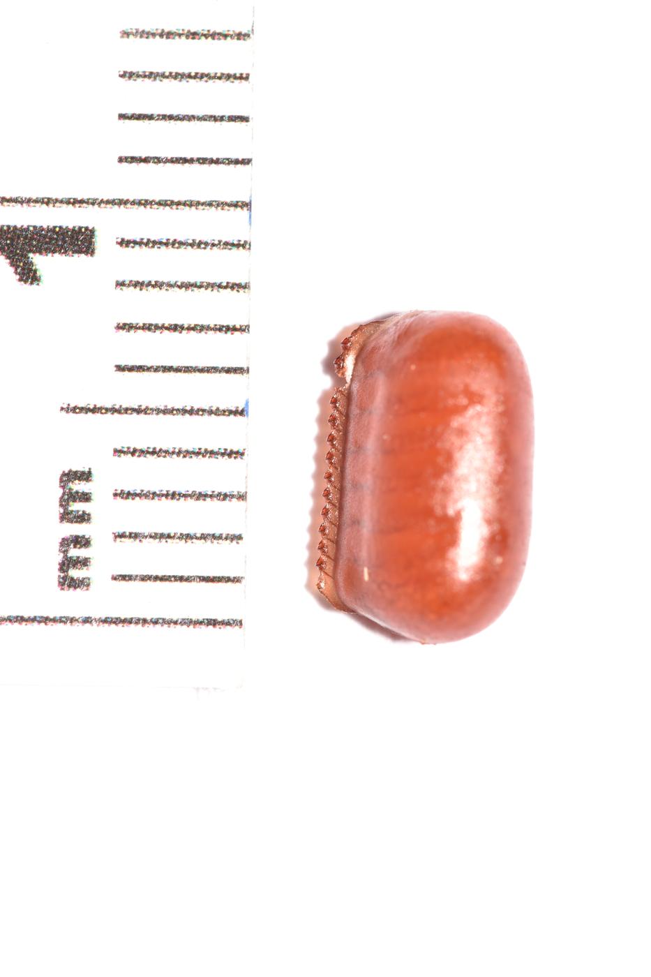 Cockroach egg case, hardened and purse-shaped, cemented to a surface