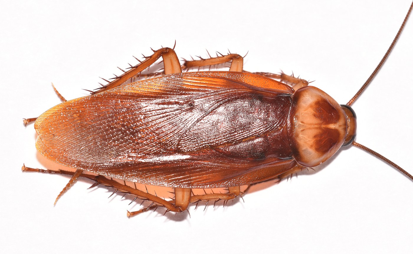 American/Smokybrown Cockroaches