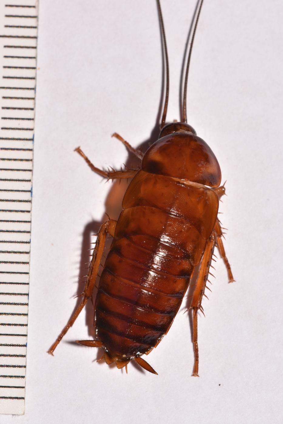 American cockroach egg case with first through fourth instar nymphs, wingless and pale to reddish brown