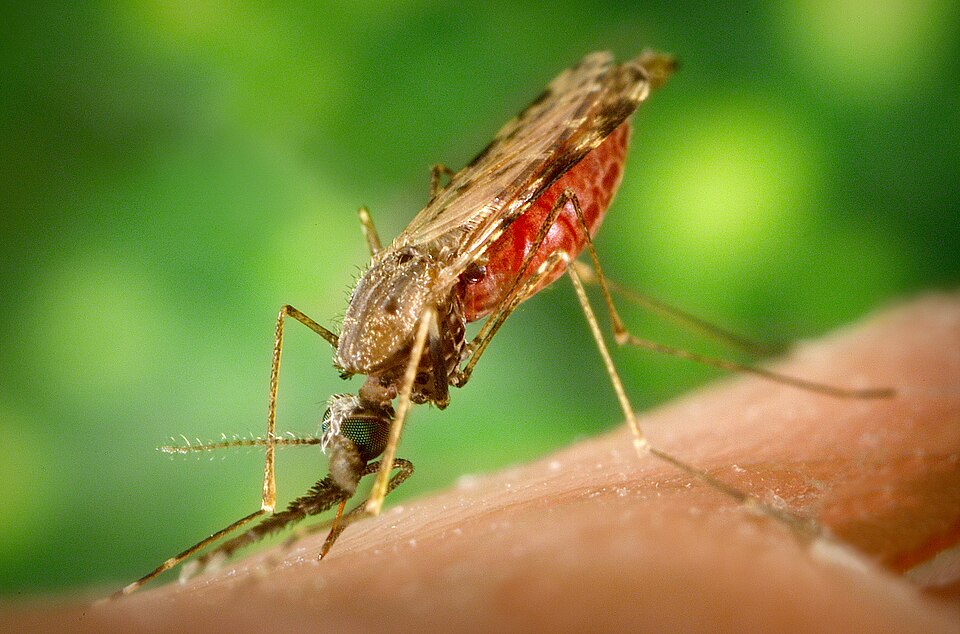 Adult Anopheles mosquito resting at a steep angle