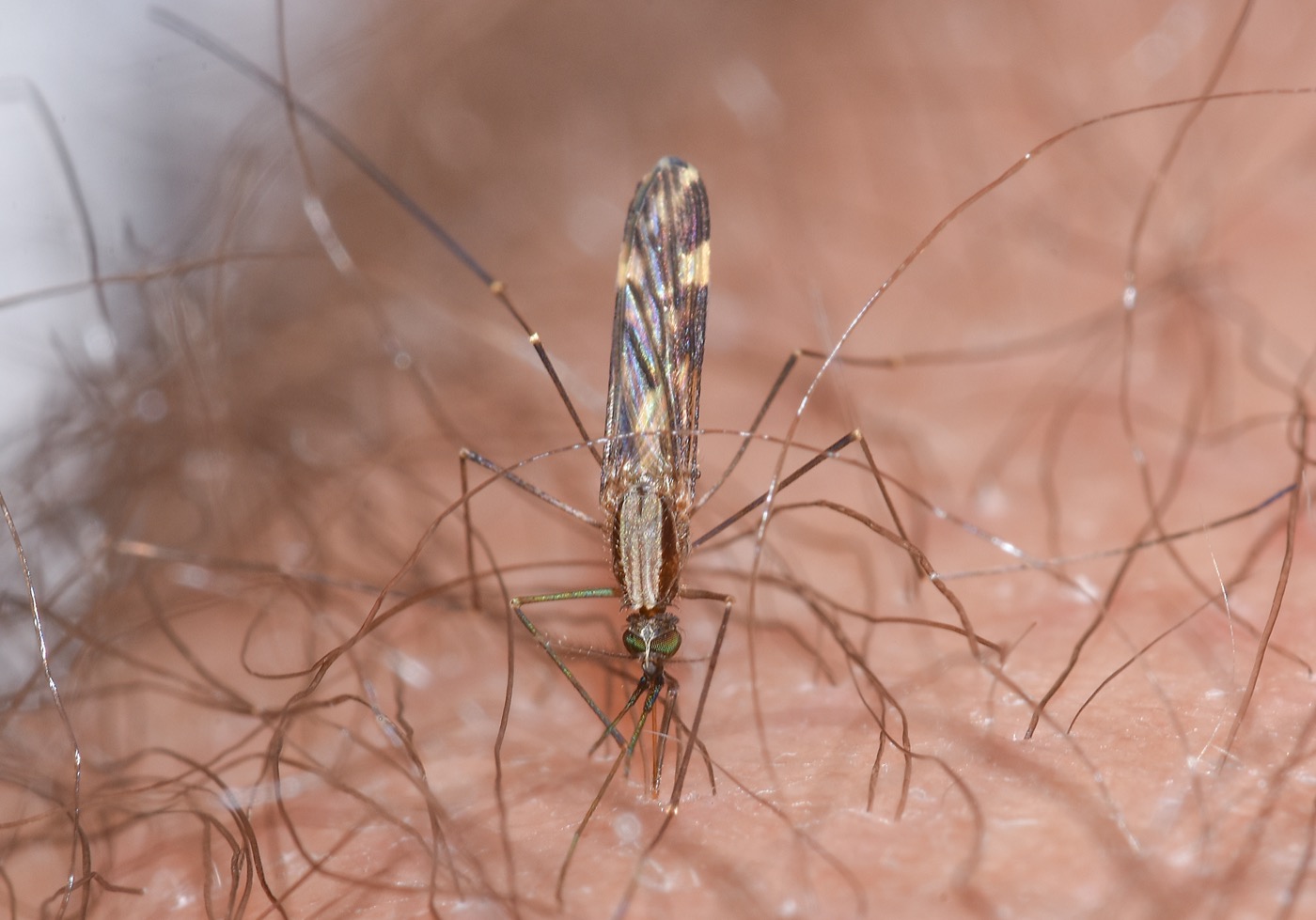 Anopheles Mosquitoes