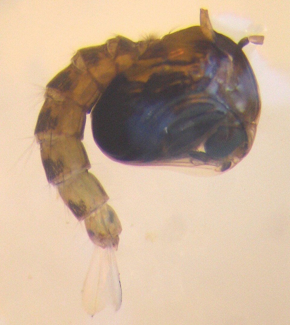 Anopheles pupa in clean, vegetated water