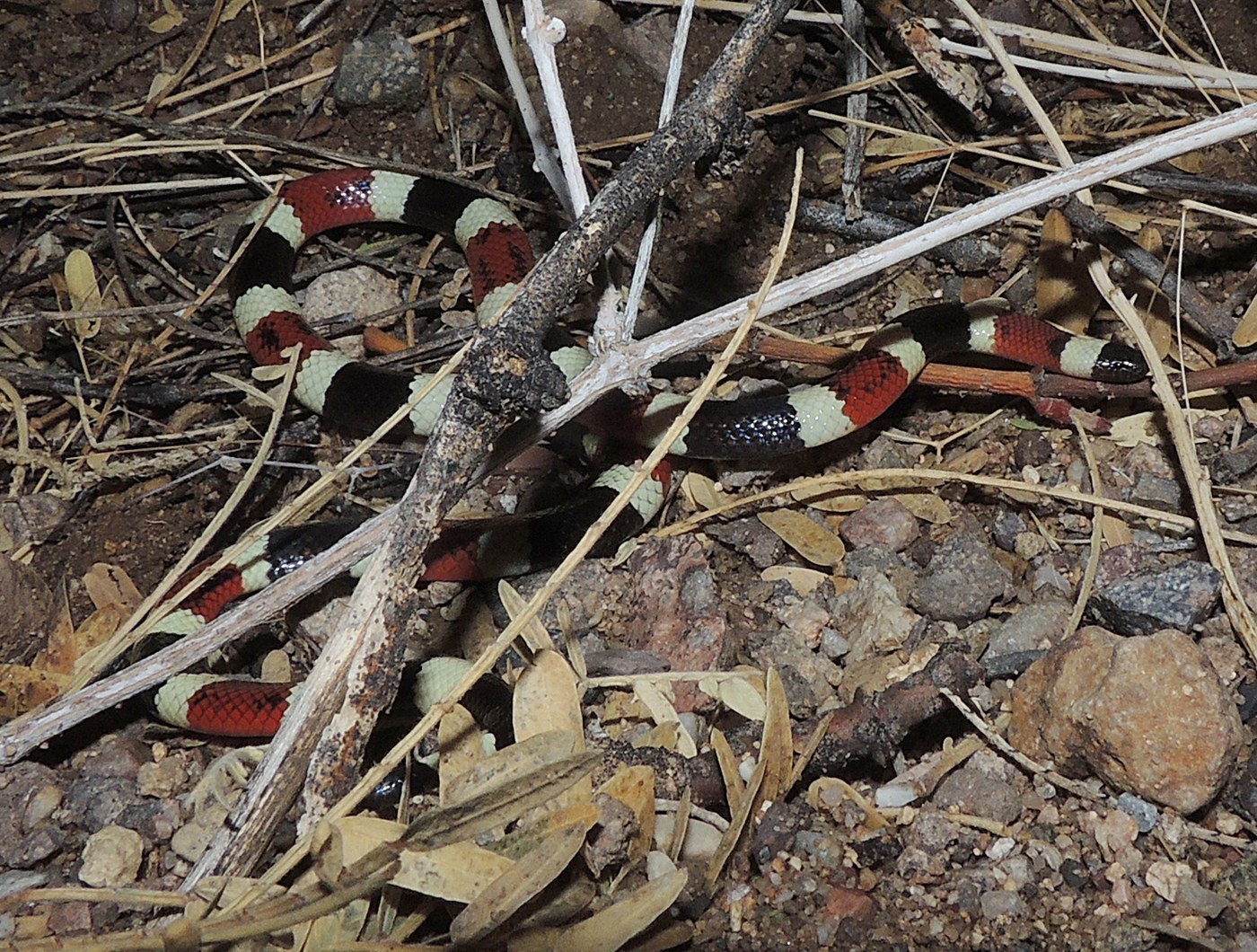 Arizona Coral Snake