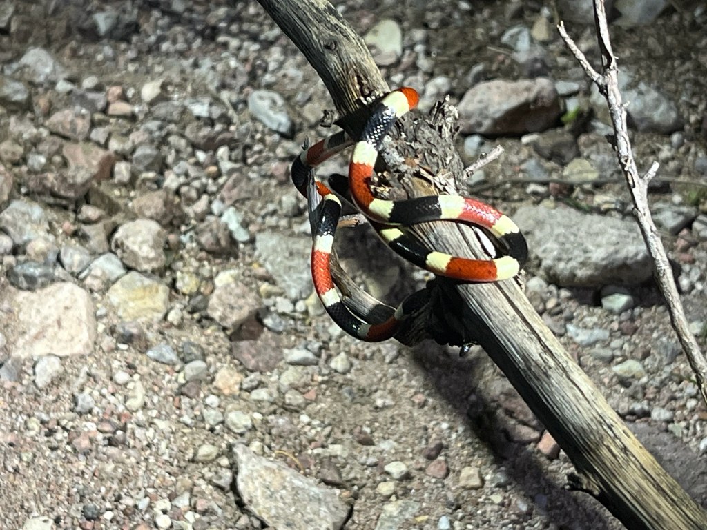 A young Arizona coral snake showing the same black head and banded pattern as an adult