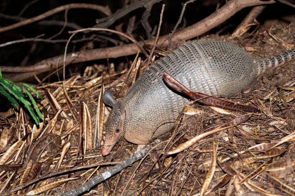 Armadillo