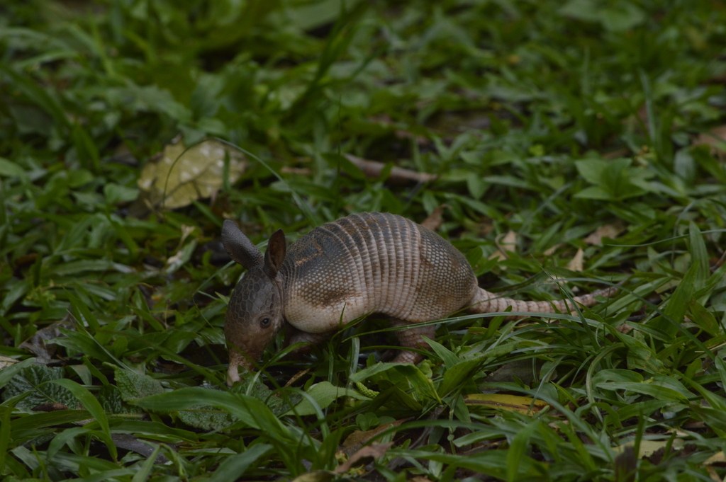 A young armadillo foraging in leaf litter