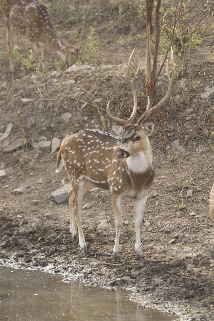 Axis Deer