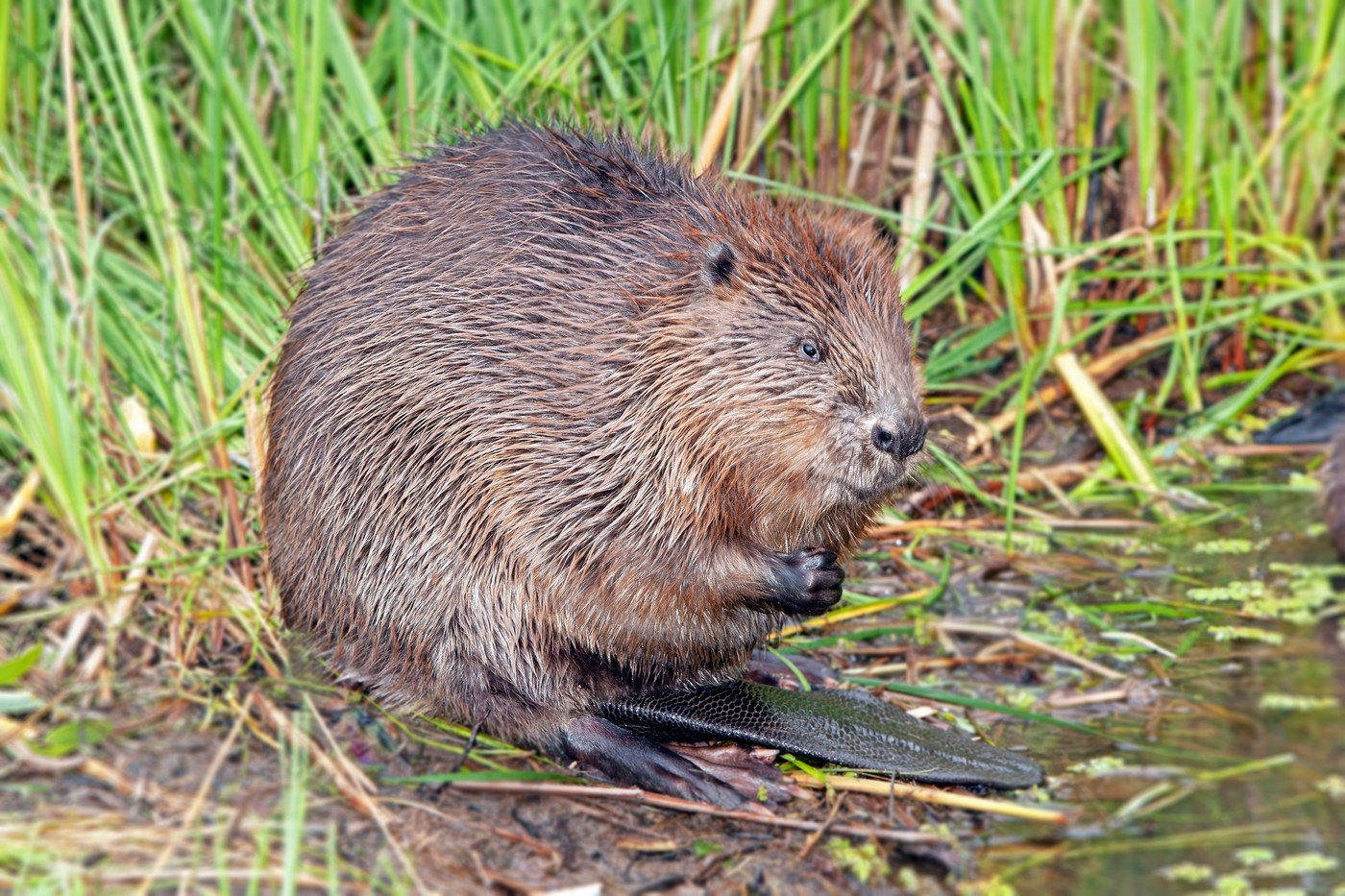 Beaver