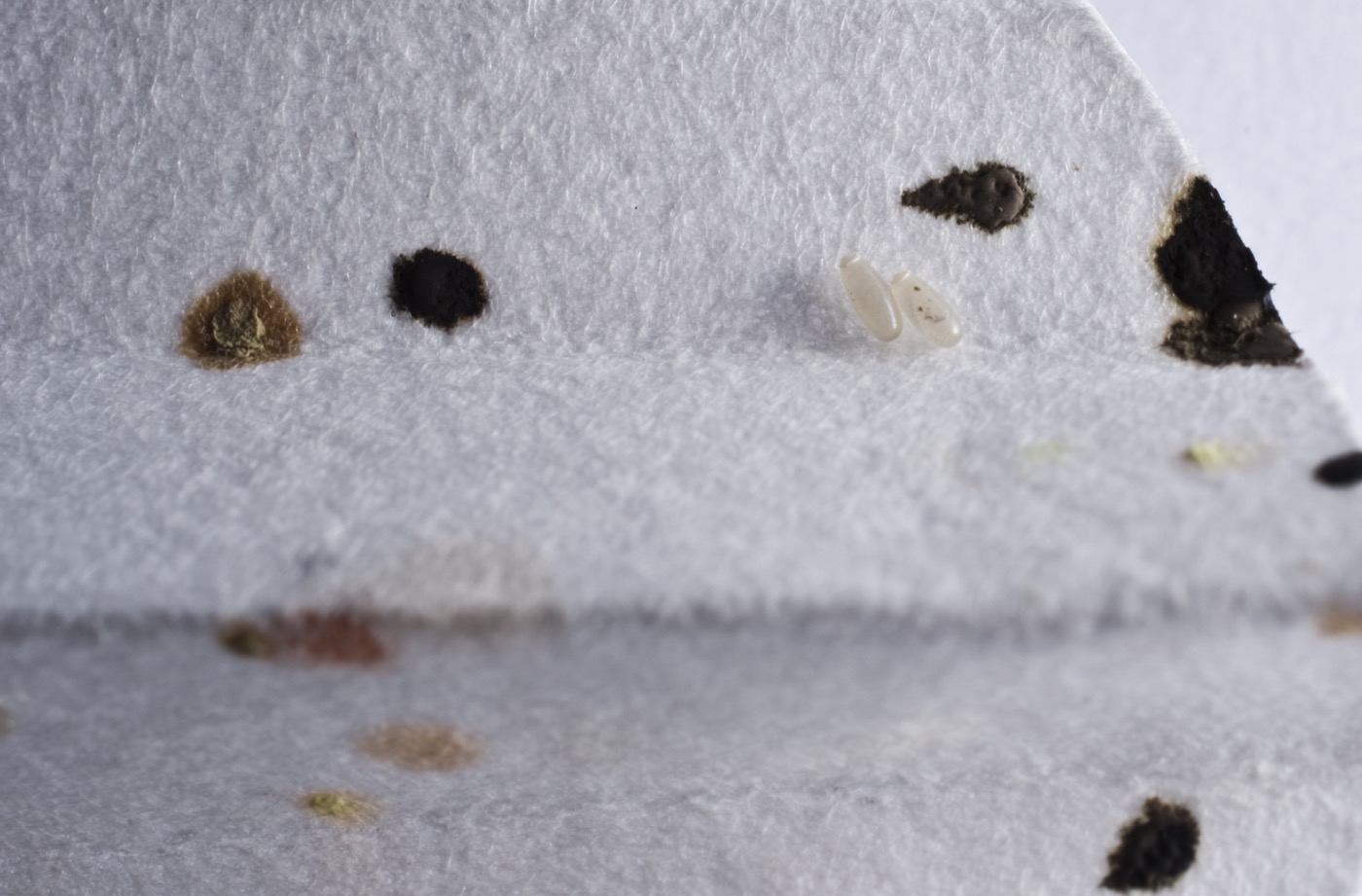 Bed bug eggs, pale and glued to a rough surface