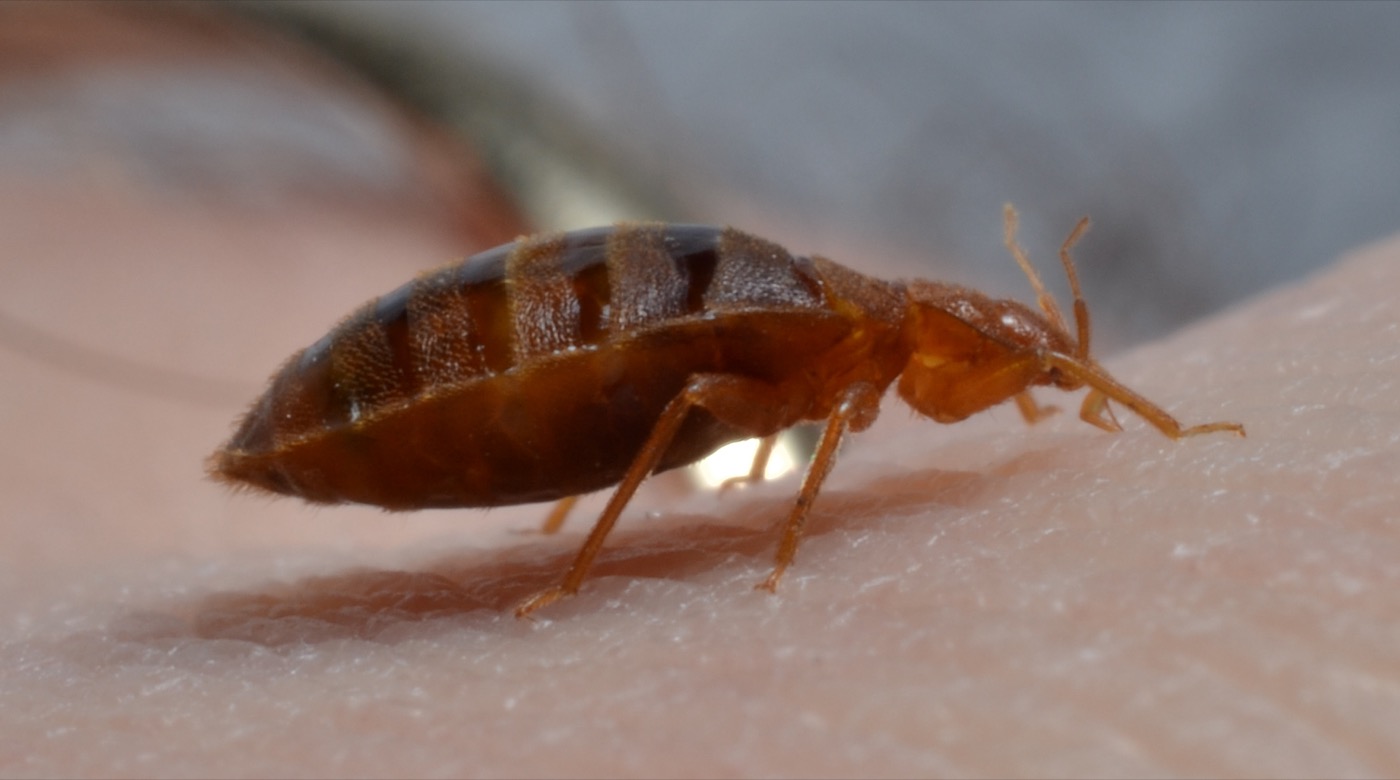 Bed Bugs
