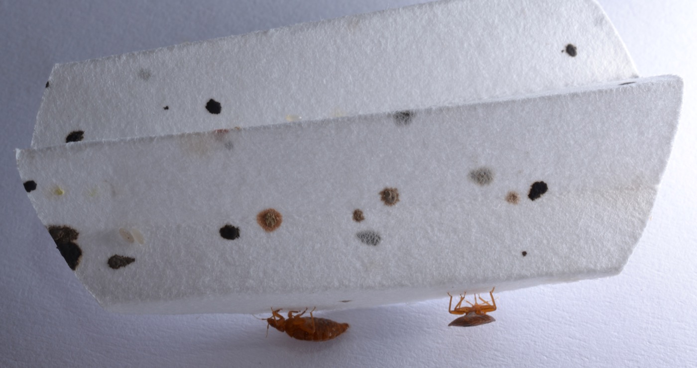 Adults, nymphs, eggs, shed skins and fecal spots together on a mattress