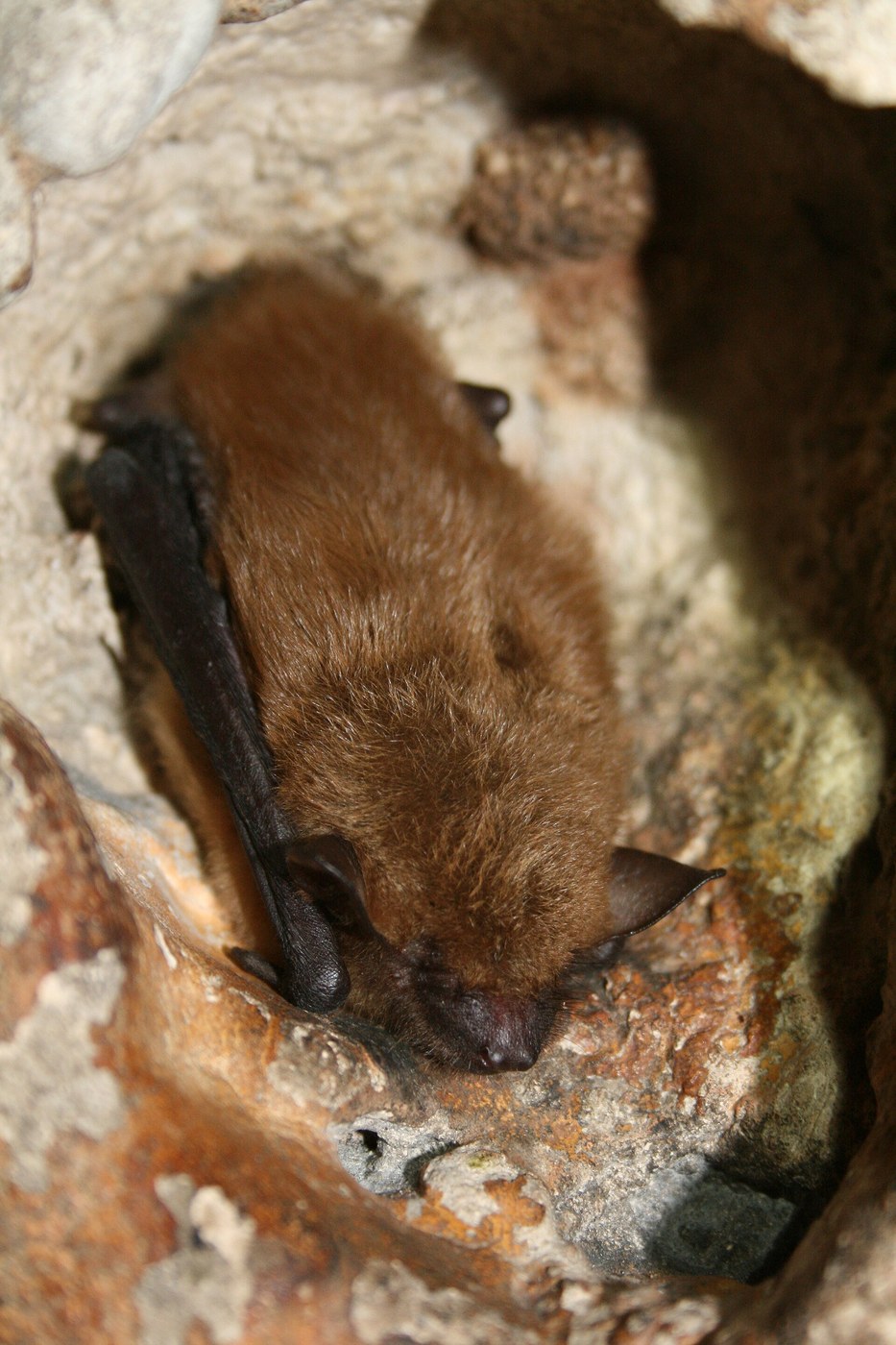 Big Brown Bat