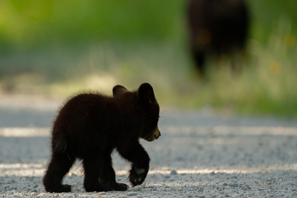 A black bear cub with its mother