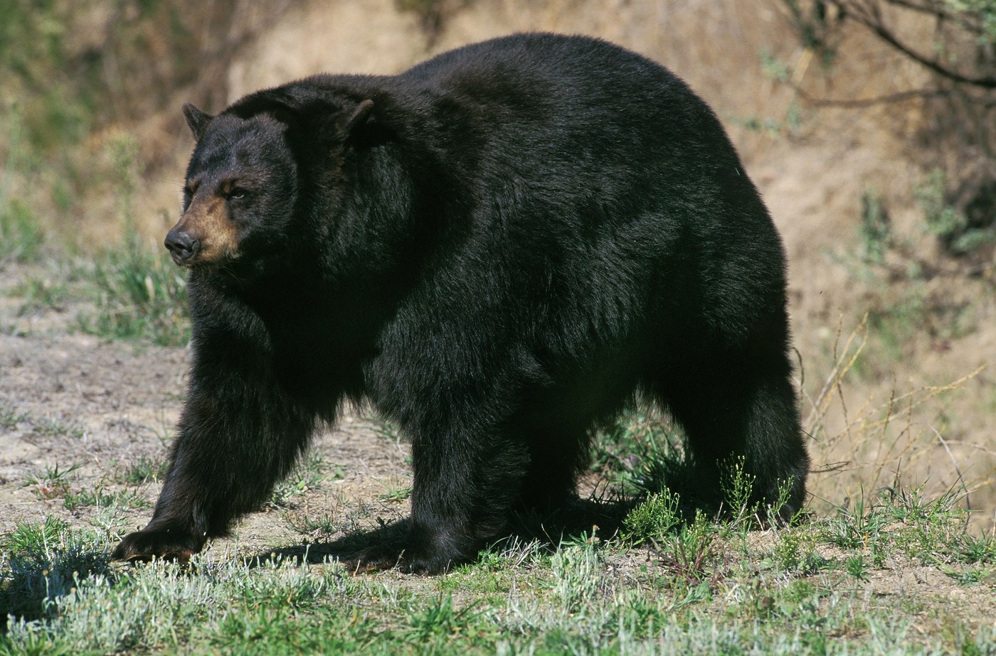 Black Bear