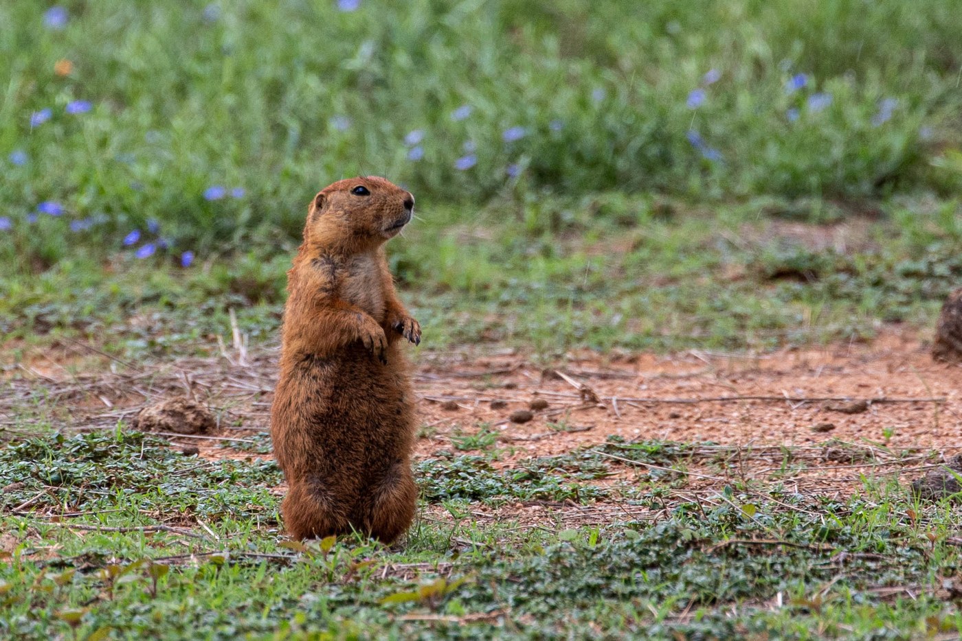 Black-tailed Prairie Dog