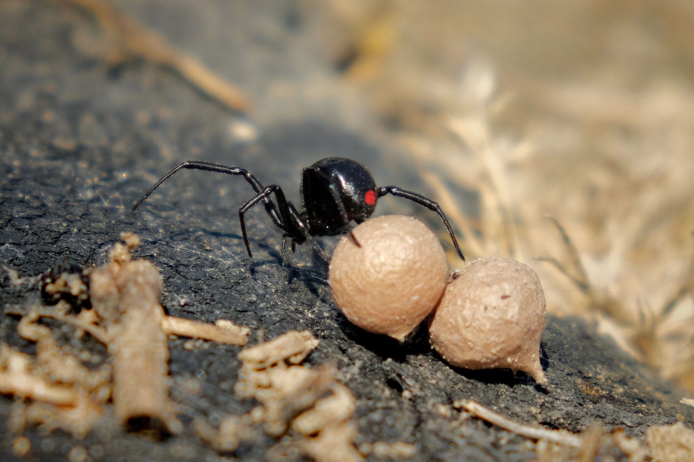 A tan teardrop shaped black widow egg sac suspended in a tangled web with the female nearby