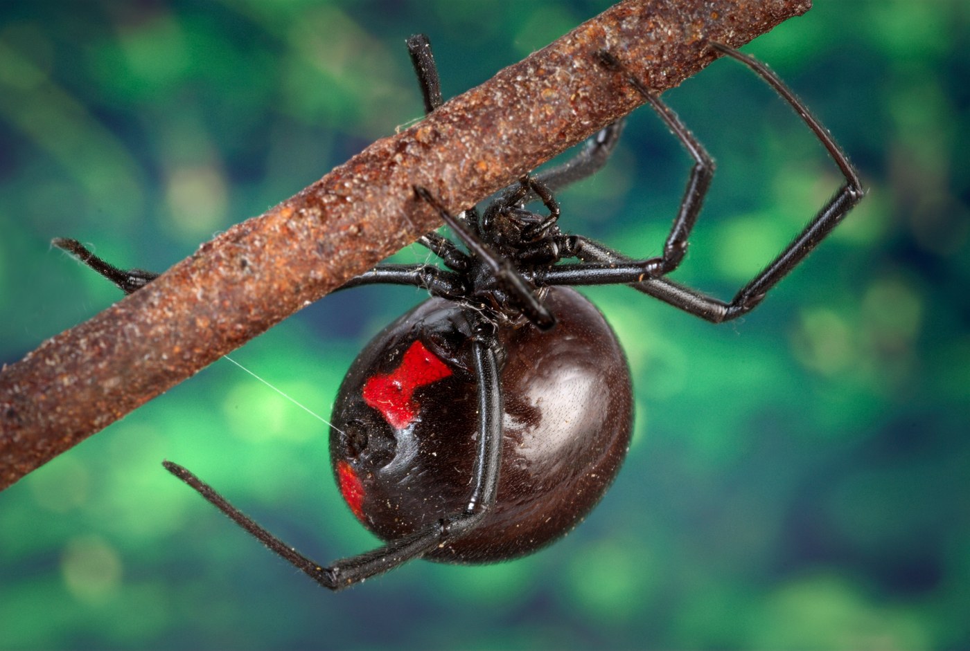 Black Widow Spiders