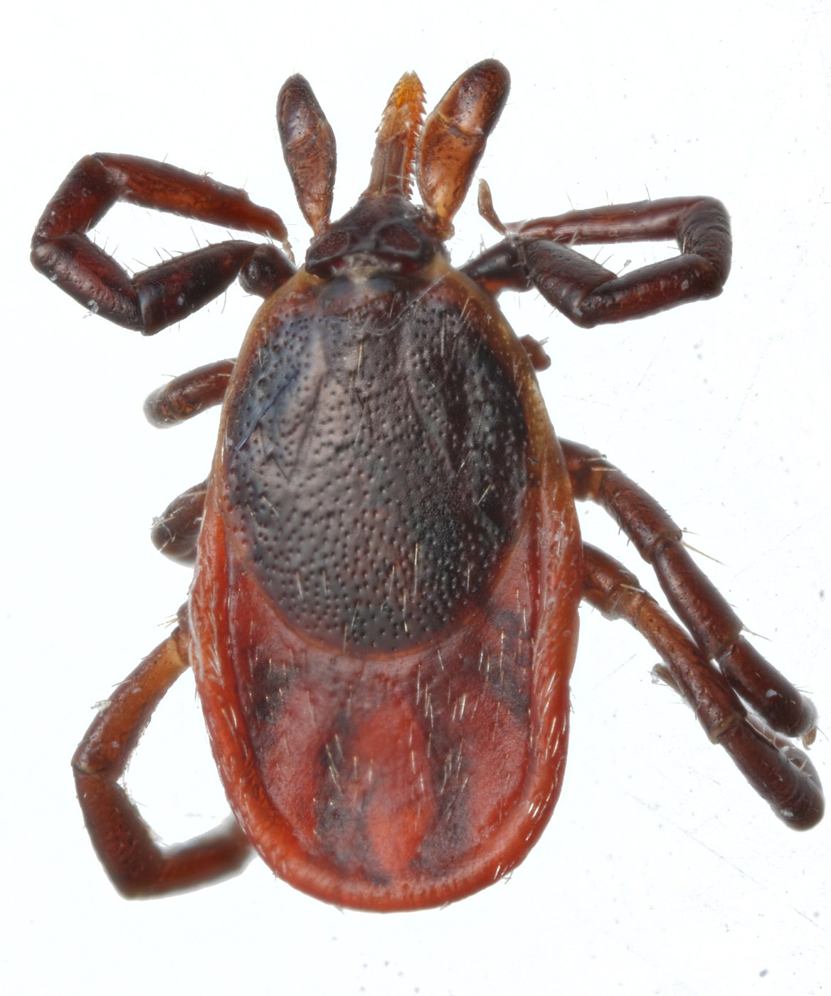 Adult female blacklegged tick, reddish-orange body with black legs