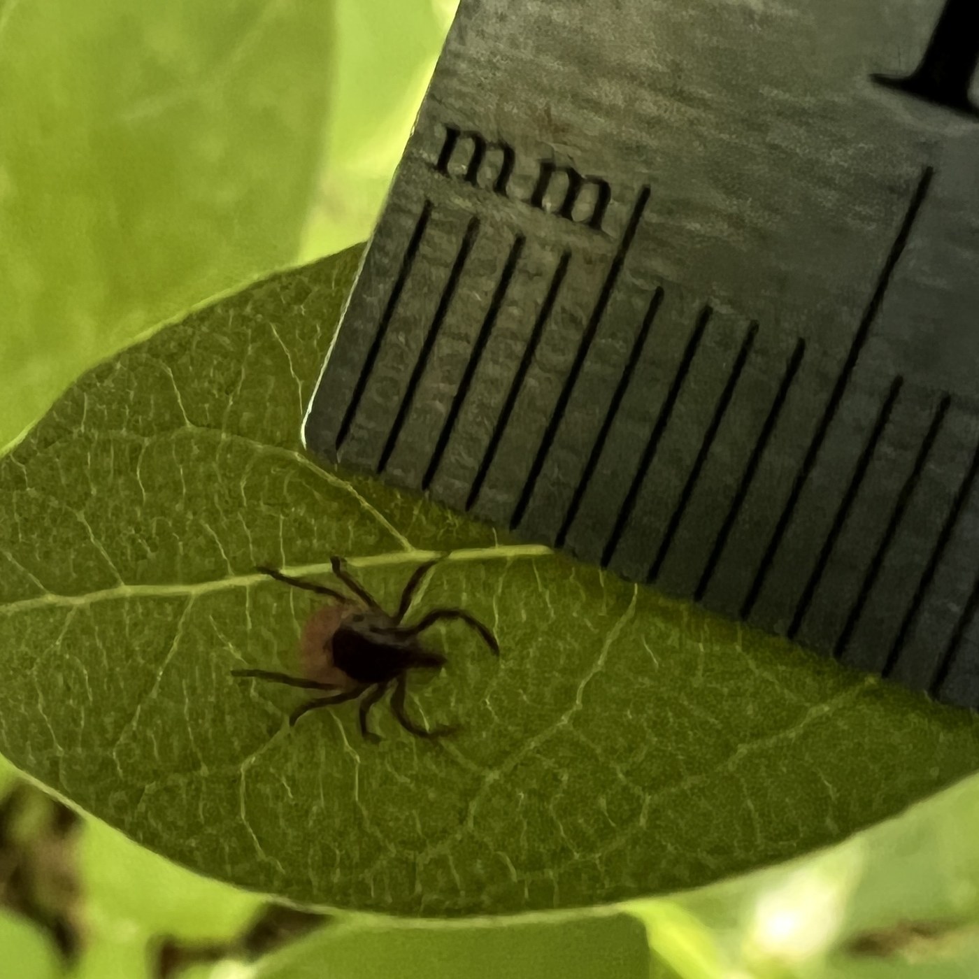 Blacklegged Tick (Deer Tick)