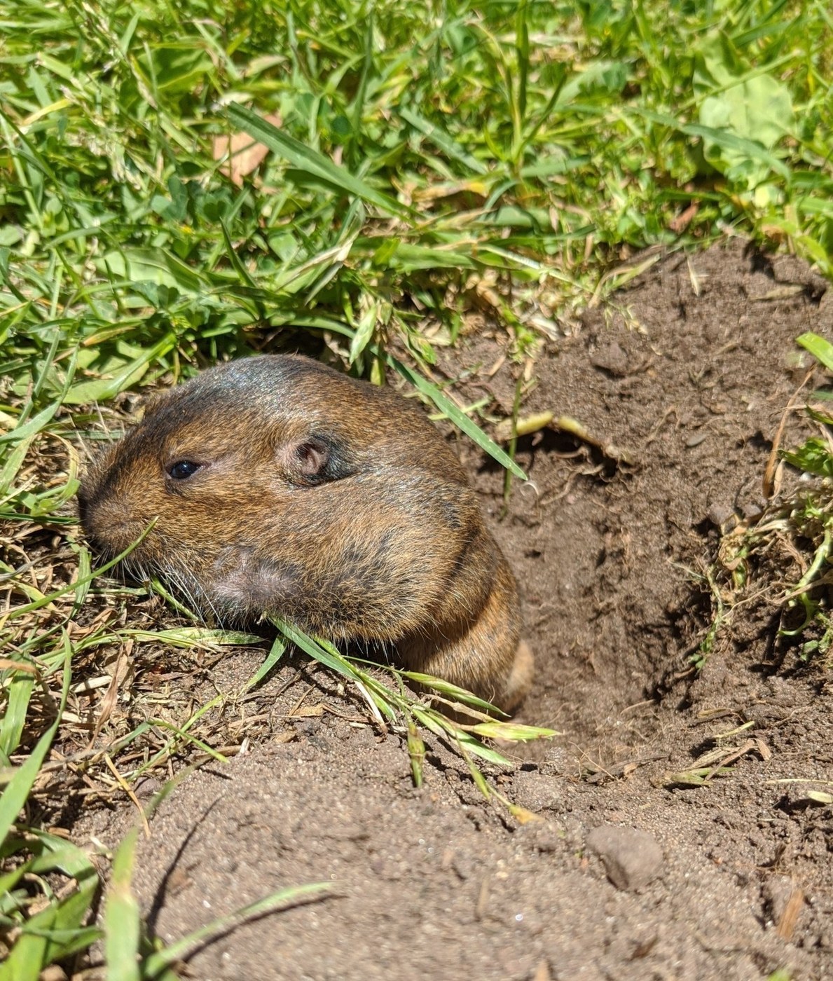 Botta's Pocket Gopher