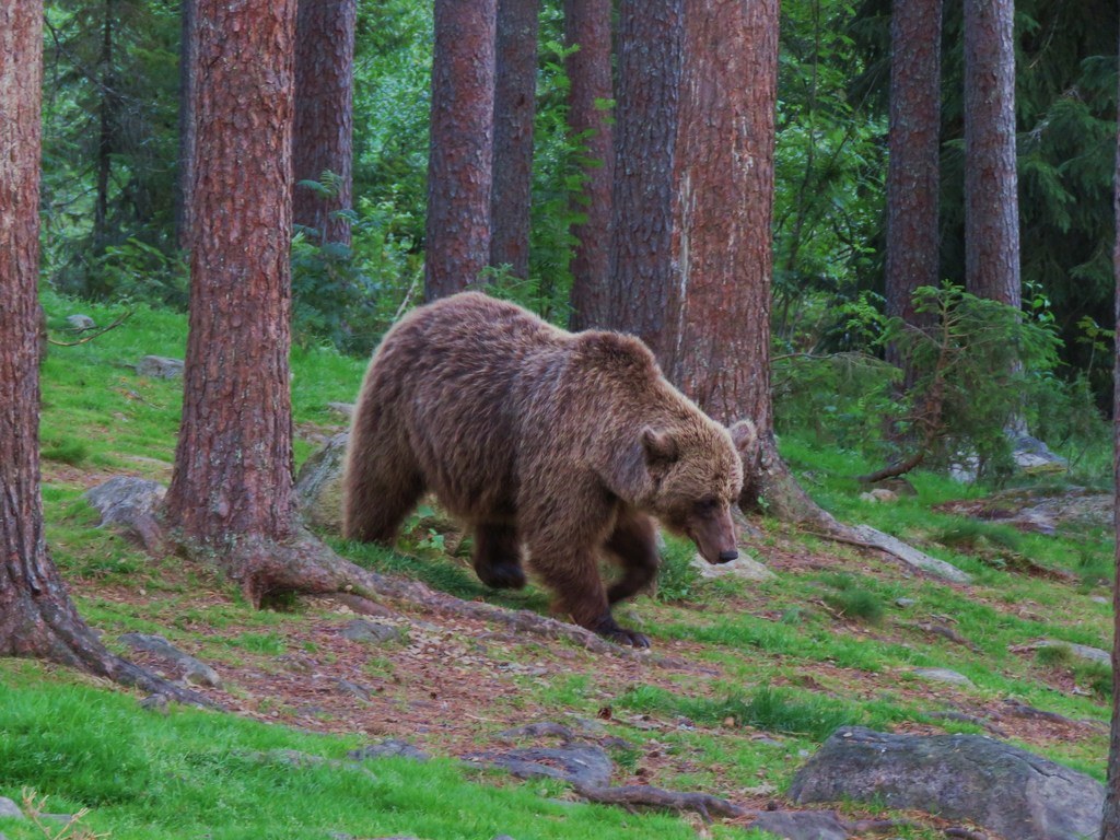 Brown Bear (Grizzly)