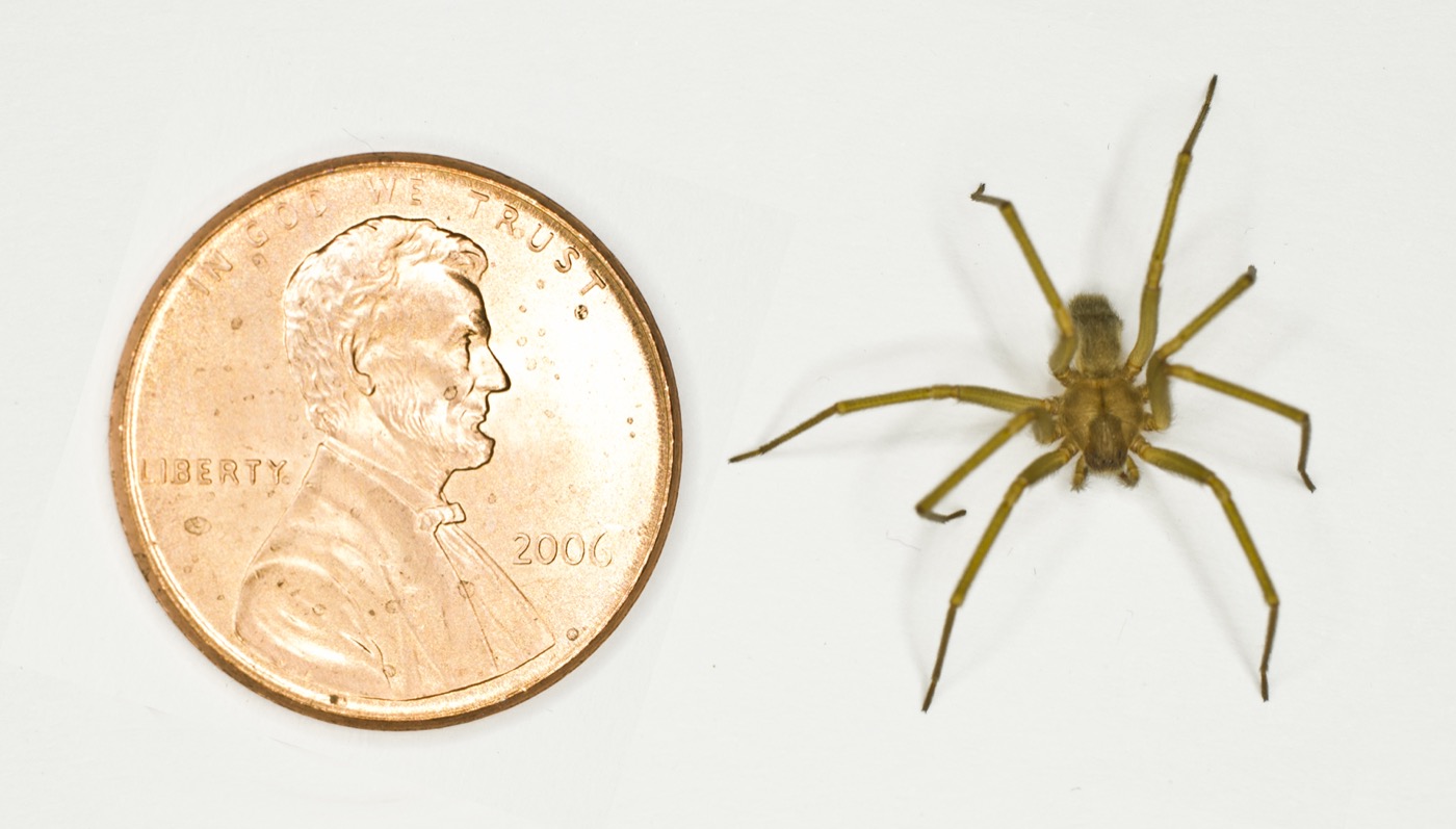 An adult brown recluse spider showing uniformly colored legs and abdomen