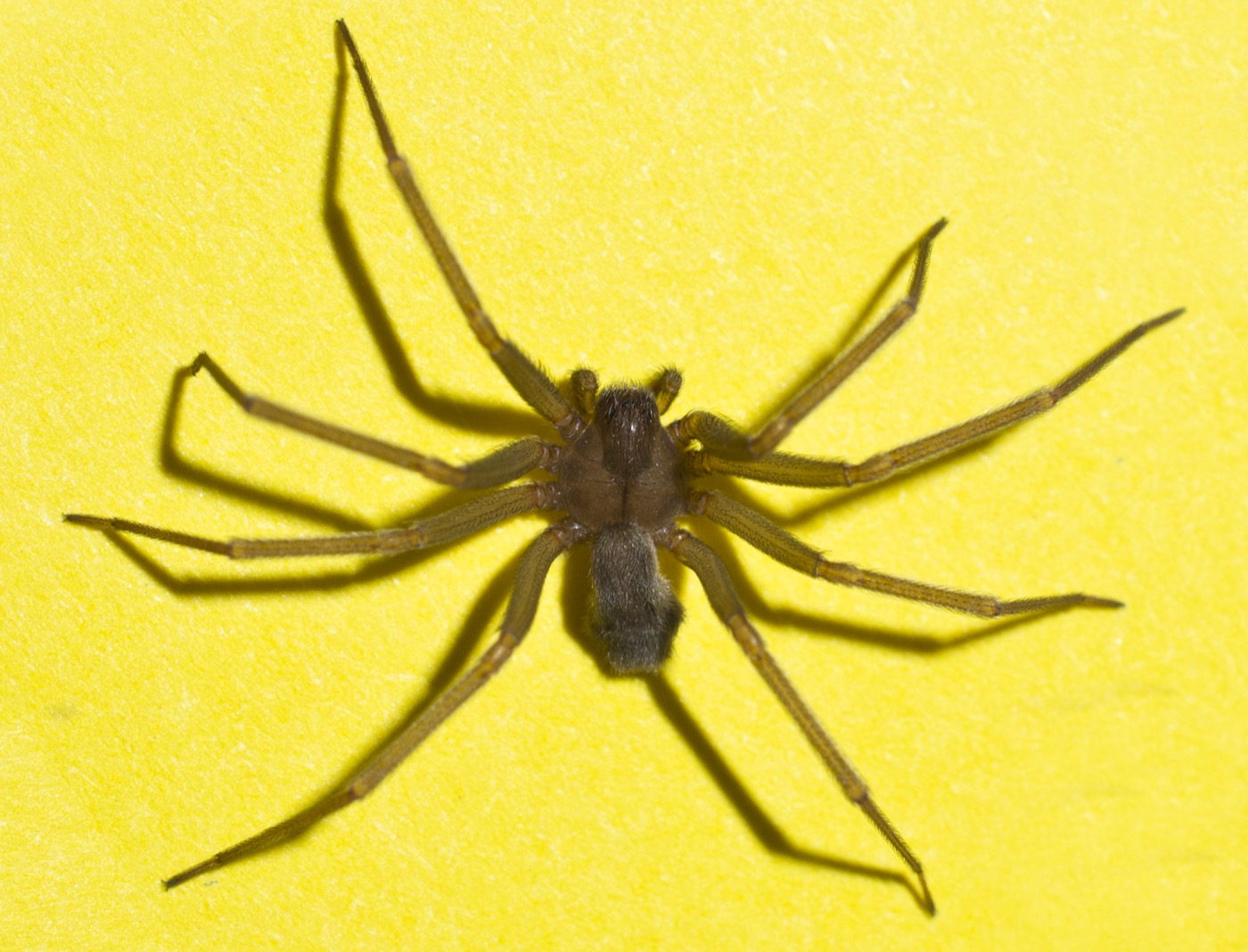 Brown Recluse Spiders