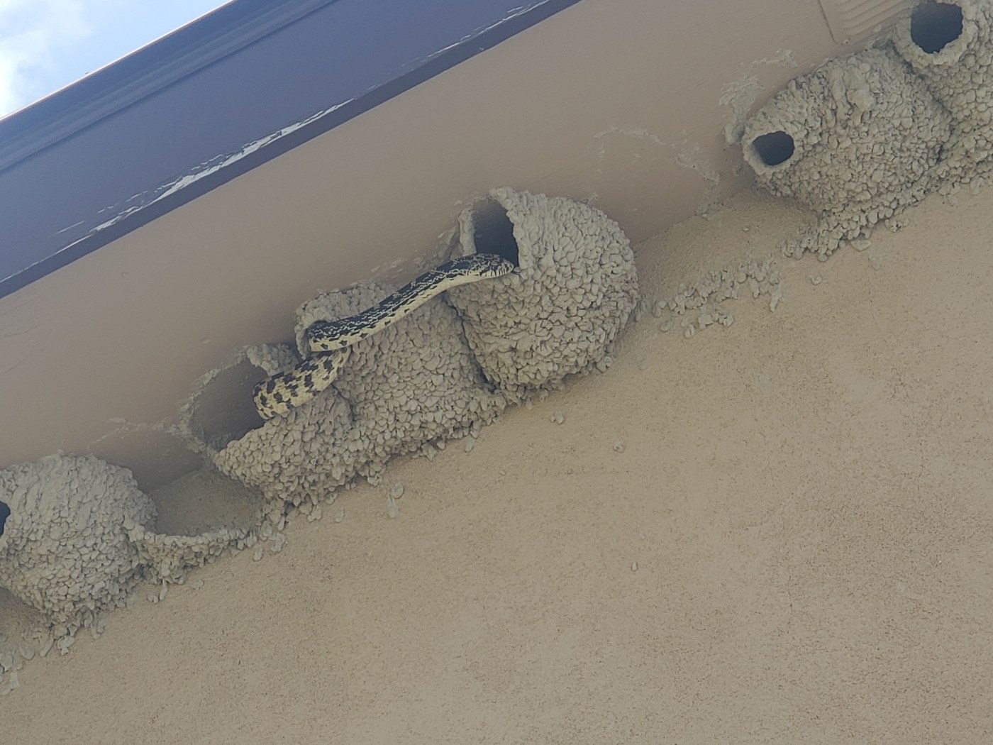 Bullsnake