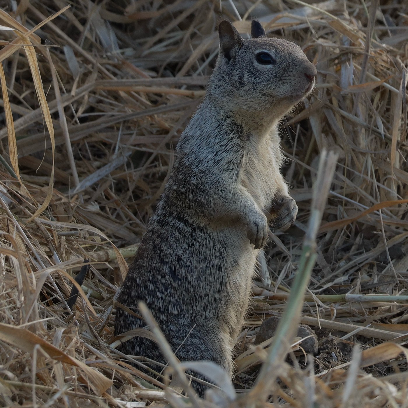 California Ground Squirrel