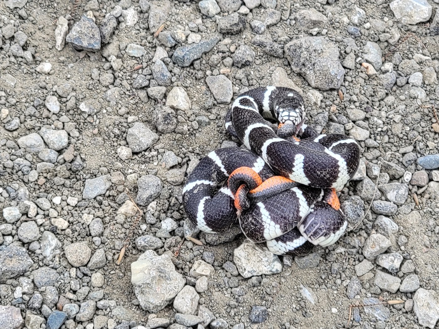 California Kingsnake