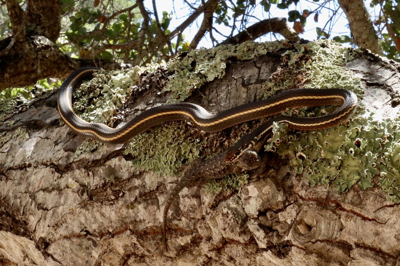 California Striped Racer