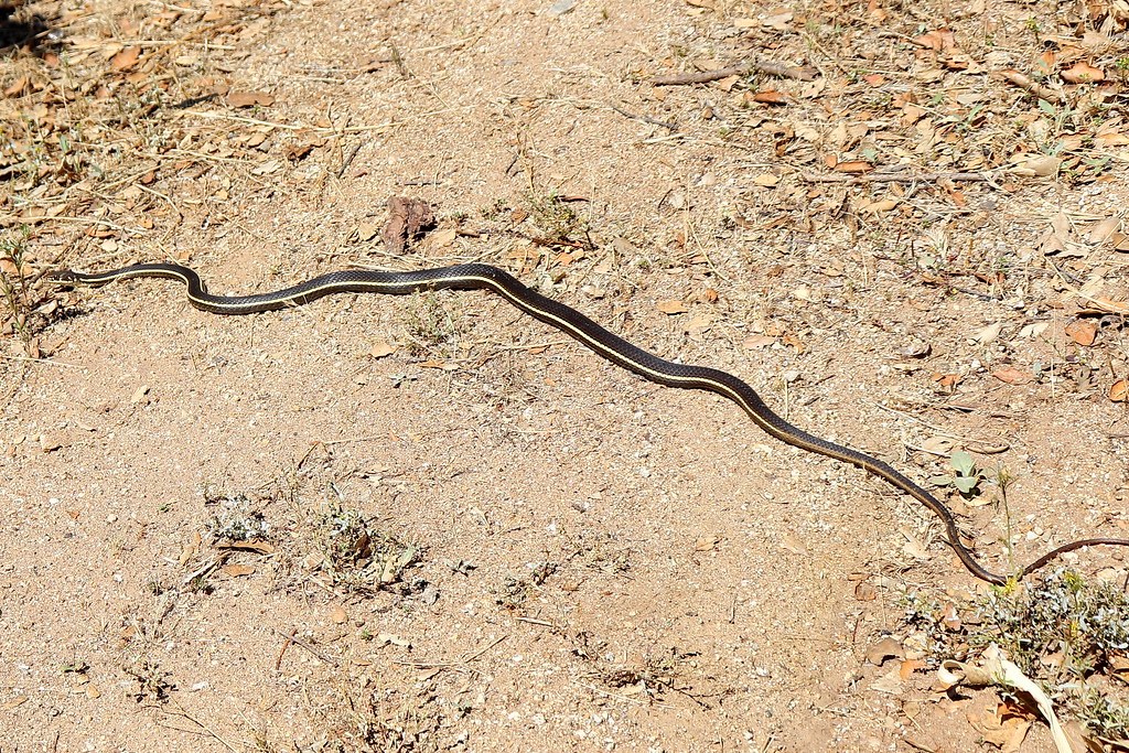 A juvenile California striped racer showing the side stripe pattern at a smaller size than an adult