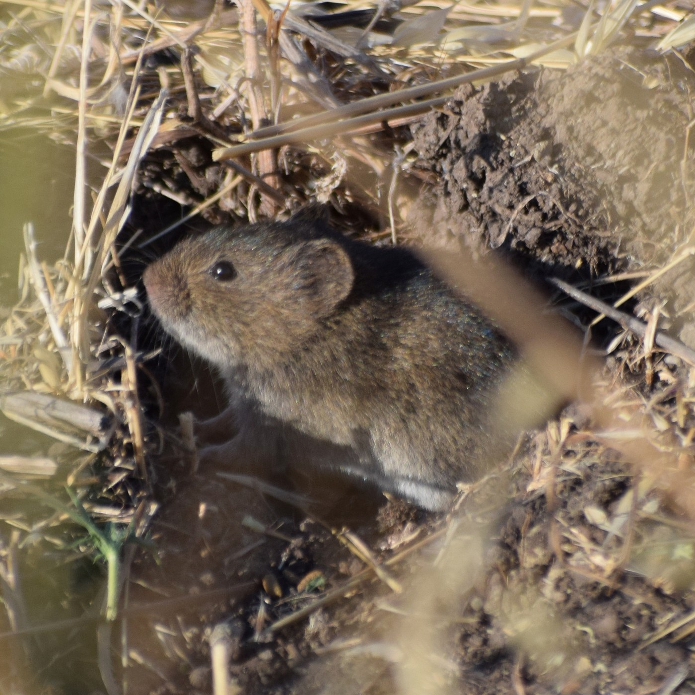 California Vole