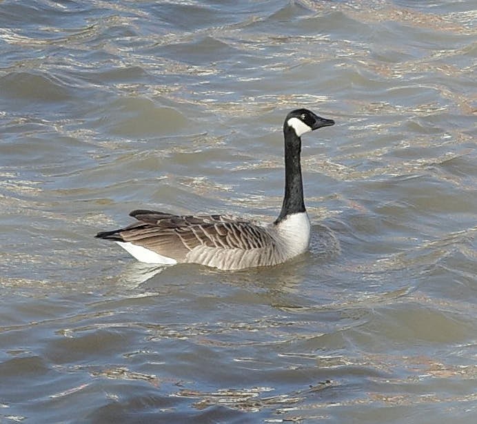 An adult Canada goose in an upright alert posture with neck stretched straight up