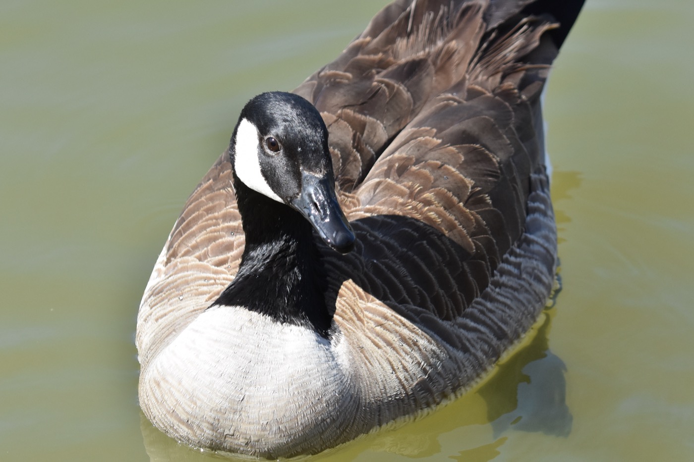 Canada Goose
