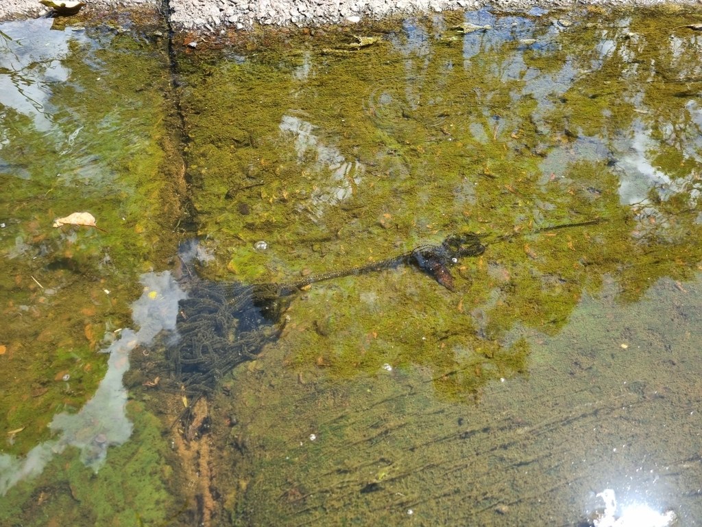 Long gelatinous strings of cane toad eggs in shallow standing water