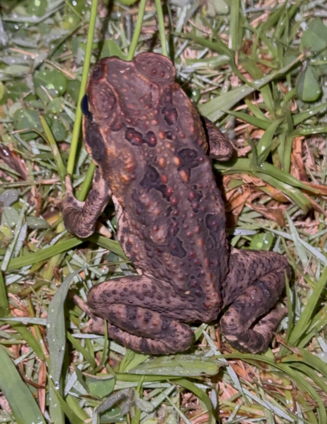 Cane Toad