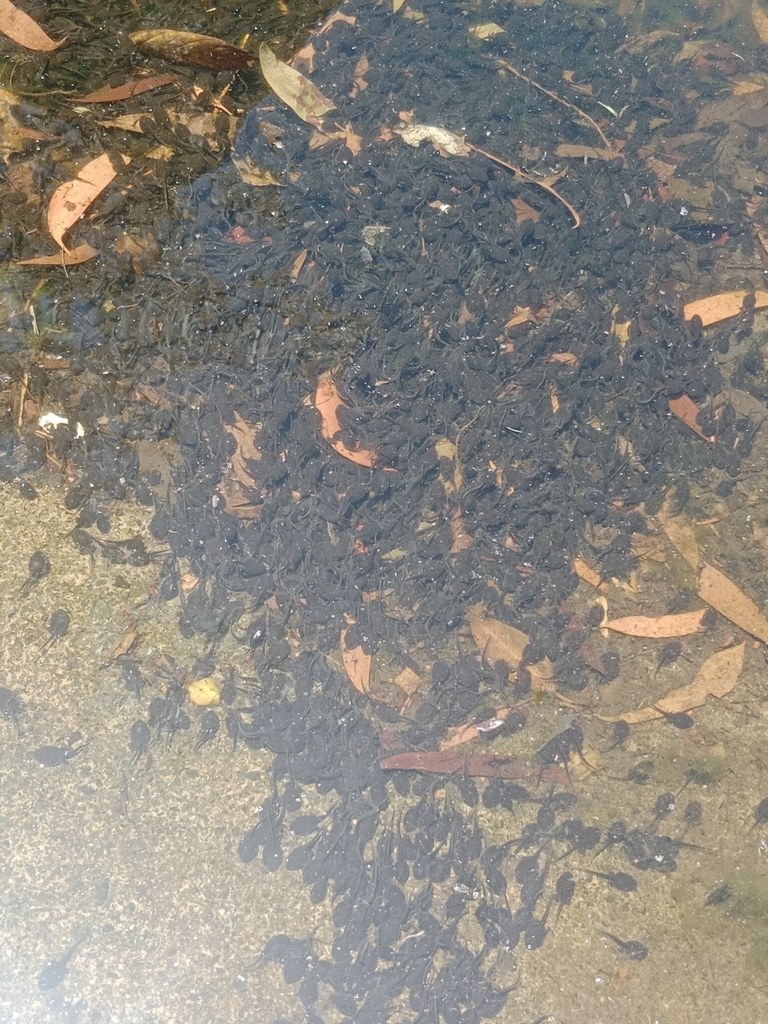 A dense cluster of small black cane toad tadpoles in shallow water
