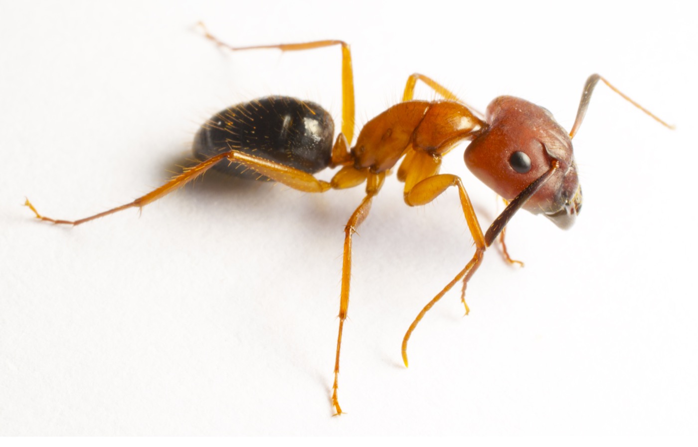 Florida carpenter ant worker in side view, Camponotus floridanus