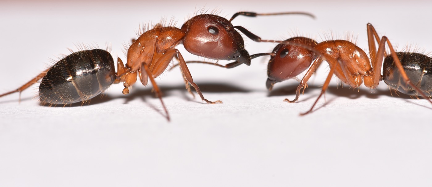 Two Florida carpenter ant workers of different sizes, side by side